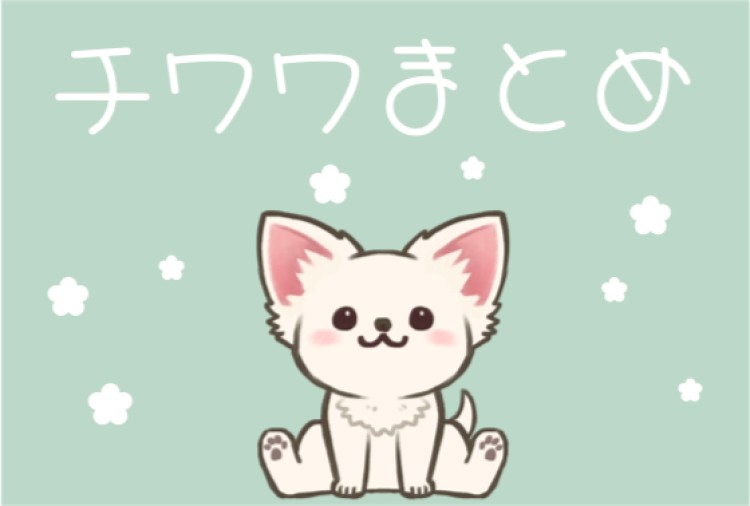 ちっちゃいのに勇敢だねチワワちゃん！